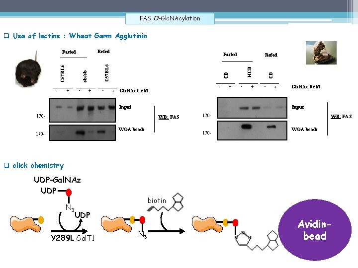 FAS O-Glc. NAcylation q Use of lectins : Wheat Germ Agglutinin + - -