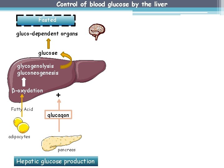 Control of blood glucose by the liver A l’état nourri Fasted gluco-dependent organs glucose