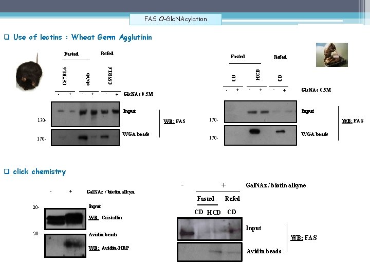 FAS O-Glc. NAcylation q Use of lectins : Wheat Germ Agglutinin + - HCD