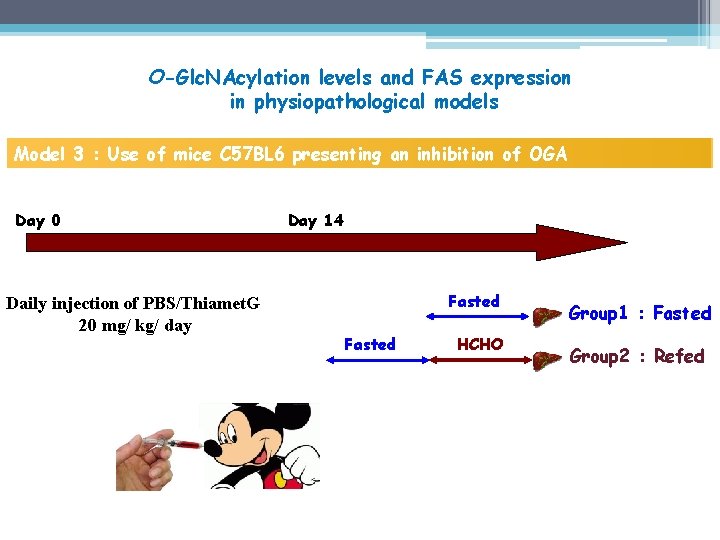O-Glc. NAcylation levels and FAS expression in physiopathological models Model 3 : Use of
