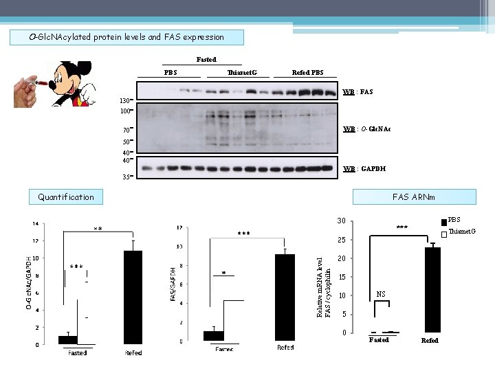 O-Glc. NAcylated protein levels and FAS expression Fasted PBS Thiamet. G Refed PBS WB