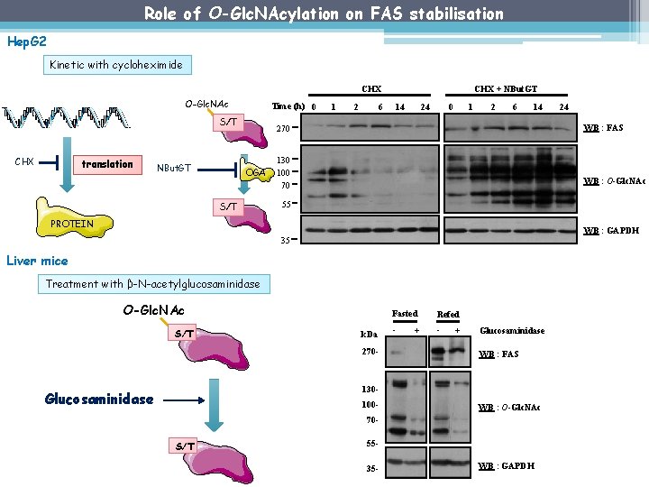 Role of O-Glc. NAcylation on FAS stabilisation Hep. G 2 Kinetic with cycloheximide CHX