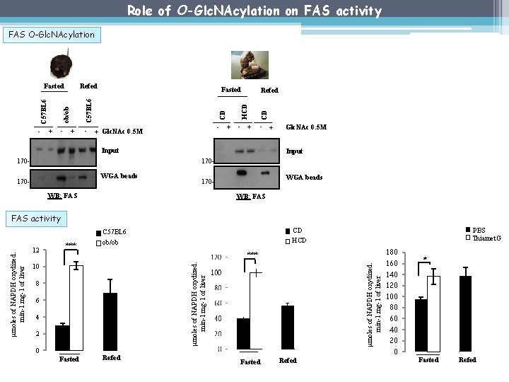Role of O-Glc. NAcylation on FAS activity FAS O-Glc. NAcylation Refed - + Glc.