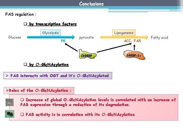 Conclusions FAS regulation : q by transcription factors Glucose Glycolysis PK pyruvate Ch. REBP