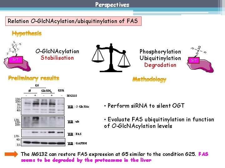 Perspectives Relation O-Glc. NAcylation/ubiquitinylation of FAS O-Glc. NAcylation Stabilisation S/T Phosphorylation Ubiquitinylation Degradation S/T