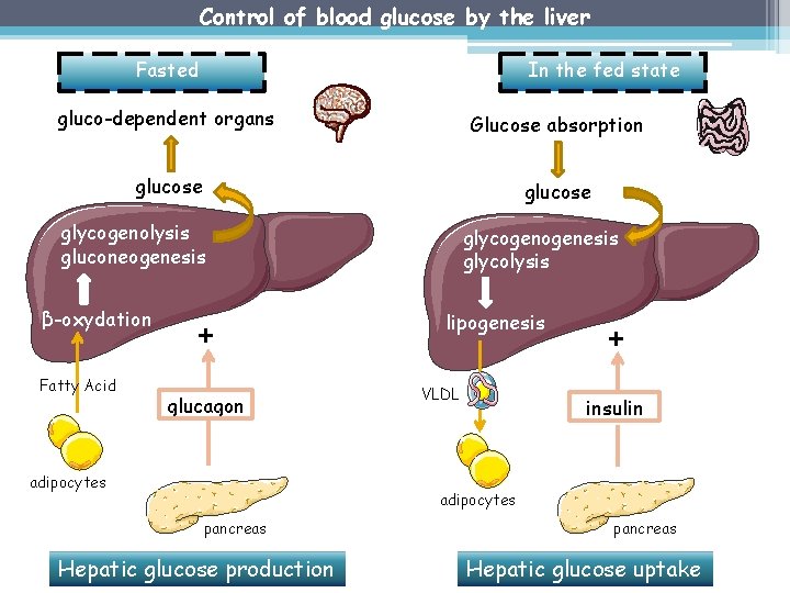 Control of blood glucose by the liver Fasted In the fed state gluco-dependent organs