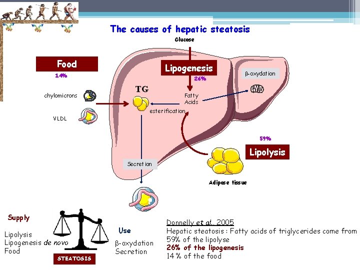 The causes of hepatic steatosis Glucose Food Lipogenesis 14% 26% TG chylomicrons -oxydation Fatty