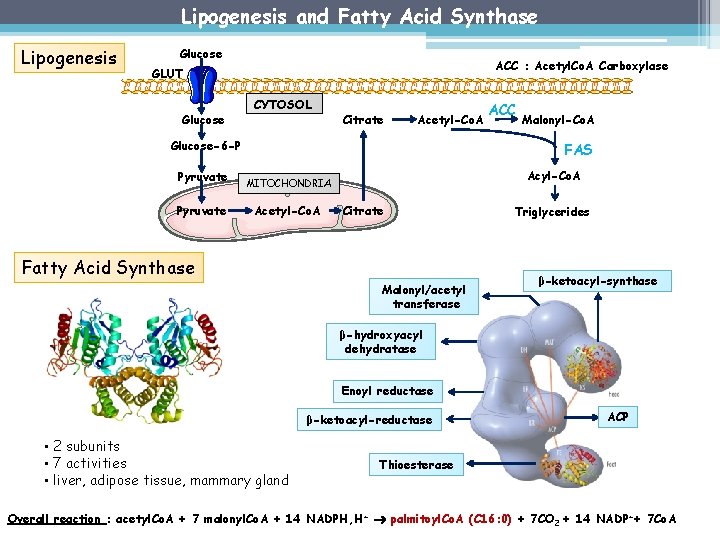 Lipogenesis and Fatty Acid Synthase Lipogenesis Glucose ACC : Acetyl. Co. A Carboxylase GLUT