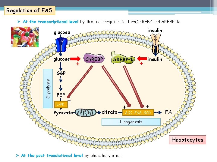 Regulation of FAS Ø At the transcriptional level by the transcription factors, Ch. REBP