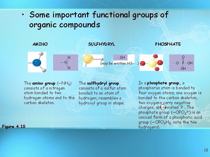  • Some important functional groups of organic compounds AMINO SULFHYDRYL H N H