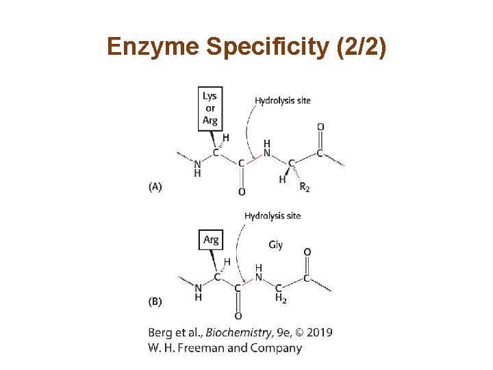 Enzyme Specificity (2/2) 