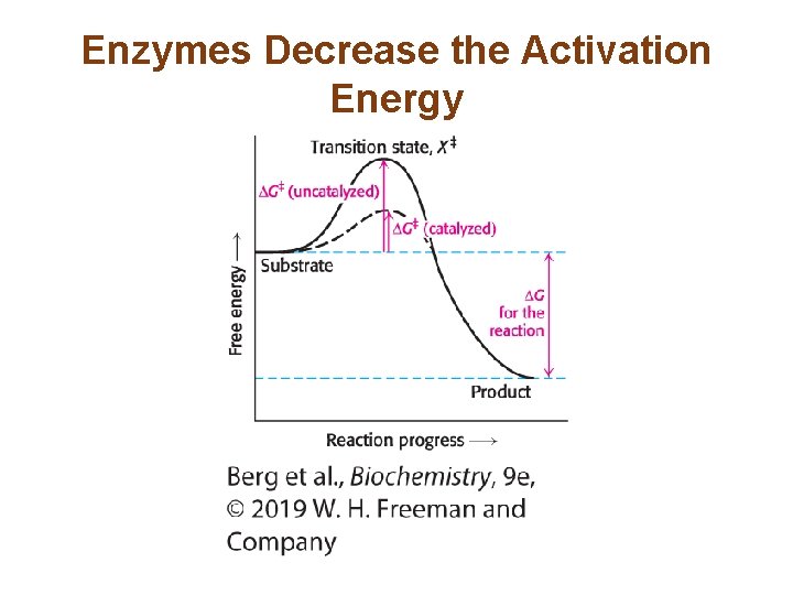 Enzymes Decrease the Activation Energy 