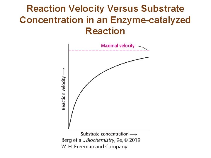 Reaction Velocity Versus Substrate Concentration in an Enzyme-catalyzed Reaction 