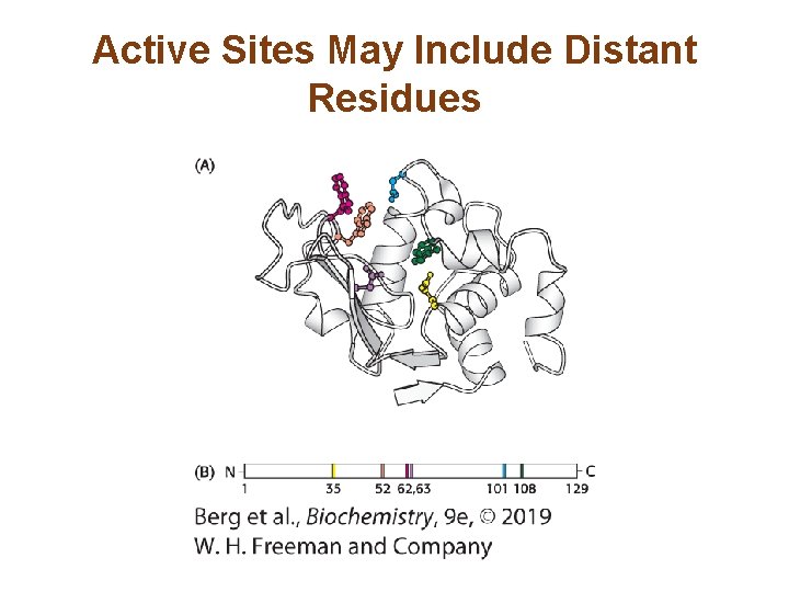 Active Sites May Include Distant Residues 