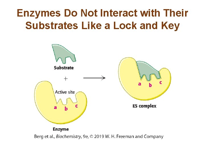 Enzymes Do Not Interact with Their Substrates Like a Lock and Key 