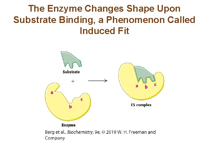 The Enzyme Changes Shape Upon Substrate Binding, a Phenomenon Called Induced Fit 