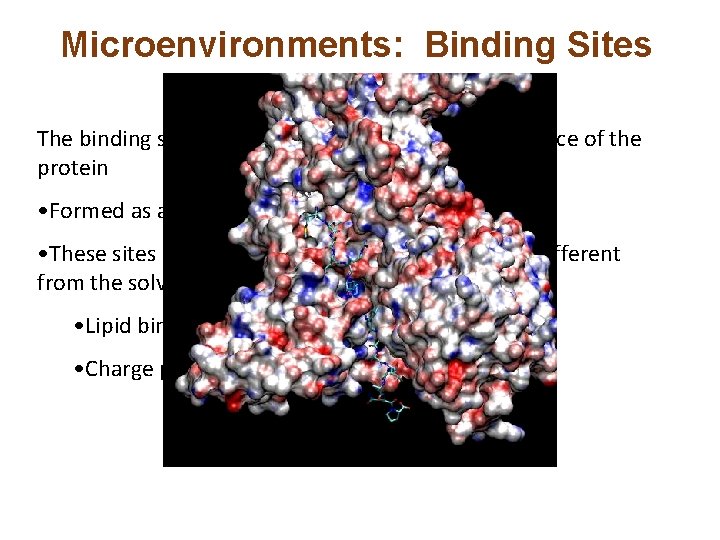 Microenvironments: Binding Sites The binding site may be a cleft or groove on the