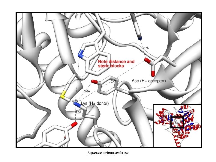 Aspartate aminotransferase 