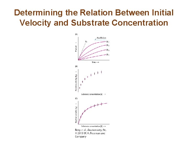 Determining the Relation Between Initial Velocity and Substrate Concentration 