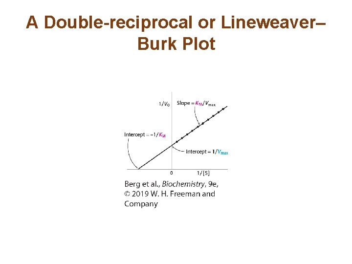A Double-reciprocal or Lineweaver– Burk Plot 