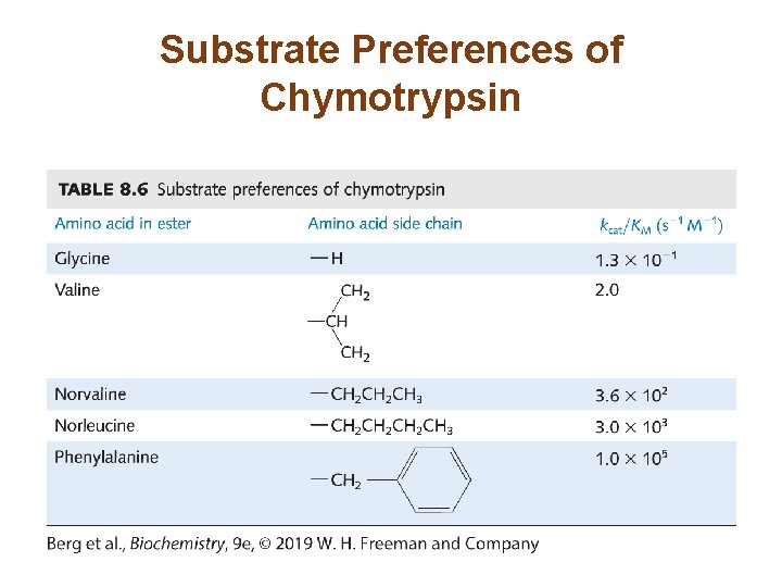 Substrate Preferences of Chymotrypsin 