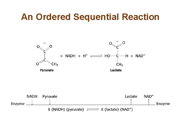 An Ordered Sequential Reaction 