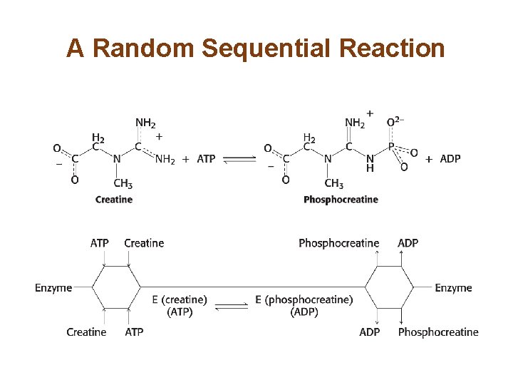 A Random Sequential Reaction 