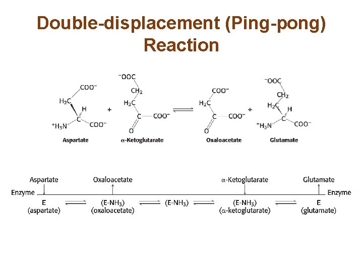 Double-displacement (Ping-pong) Reaction 