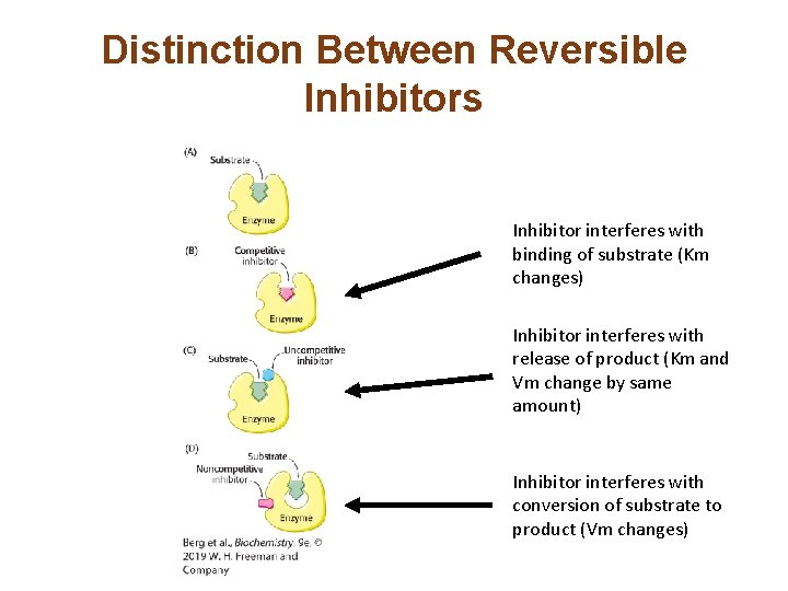 Distinction Between Reversible Inhibitors Inhibitor interferes with binding of substrate (Km changes) Inhibitor interferes