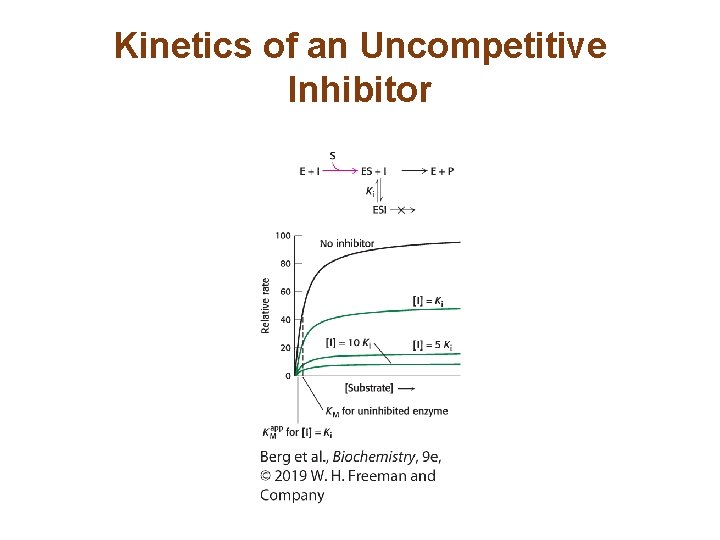 Kinetics of an Uncompetitive Inhibitor 
