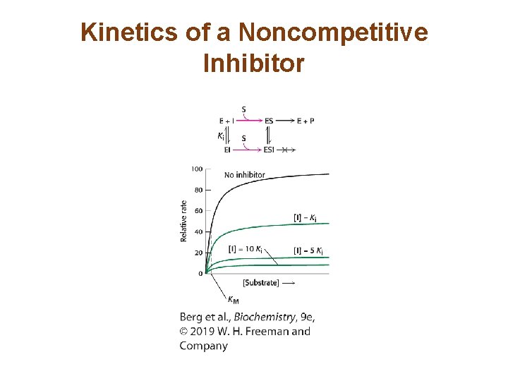 Kinetics of a Noncompetitive Inhibitor 