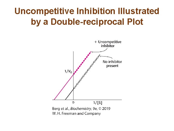 Uncompetitive Inhibition Illustrated by a Double-reciprocal Plot 