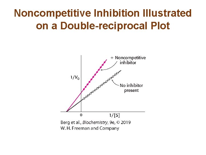 Noncompetitive Inhibition Illustrated on a Double-reciprocal Plot 