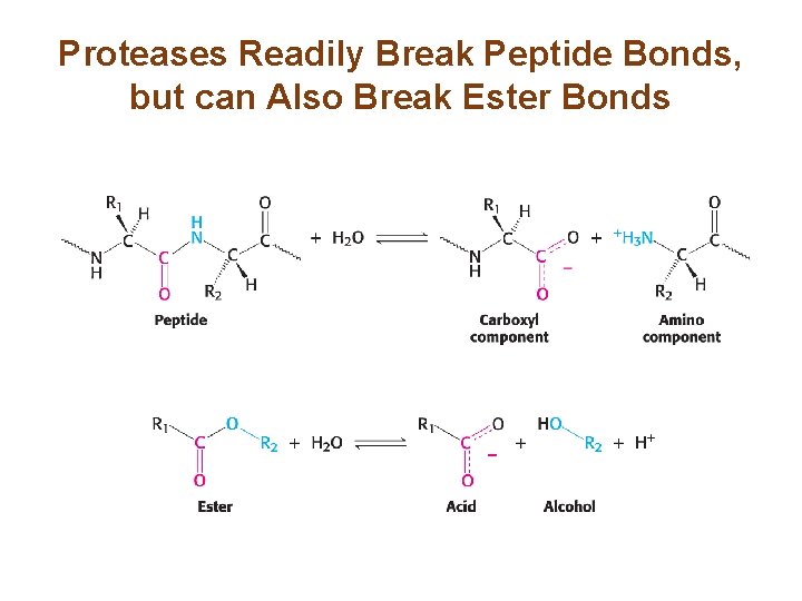 Proteases Readily Break Peptide Bonds, but can Also Break Ester Bonds 