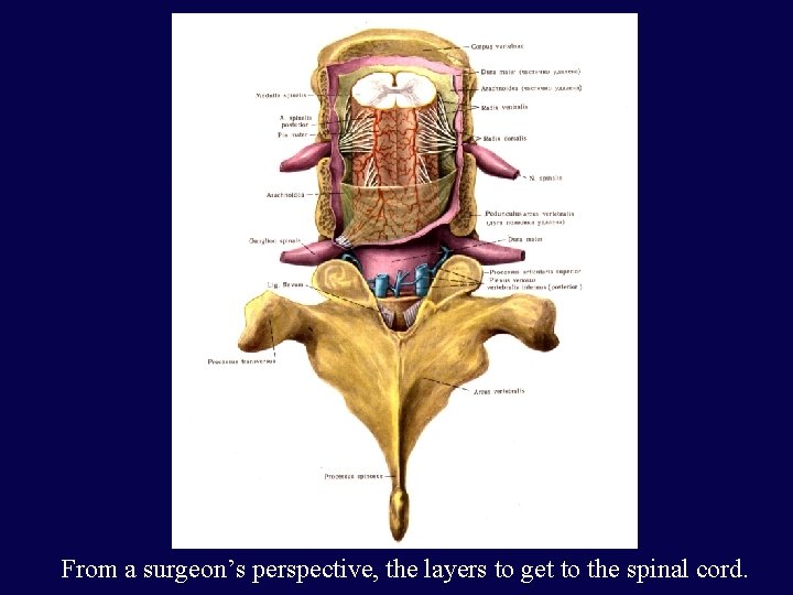 From a surgeon’s perspective, the layers to get to the spinal cord. 