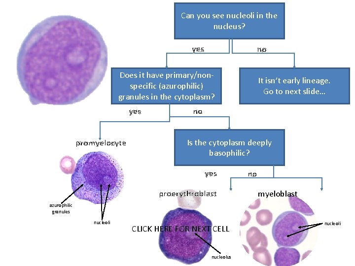 Can you see nucleoli in the nucleus? yes no Does it have primary/nonspecific (azurophilic)