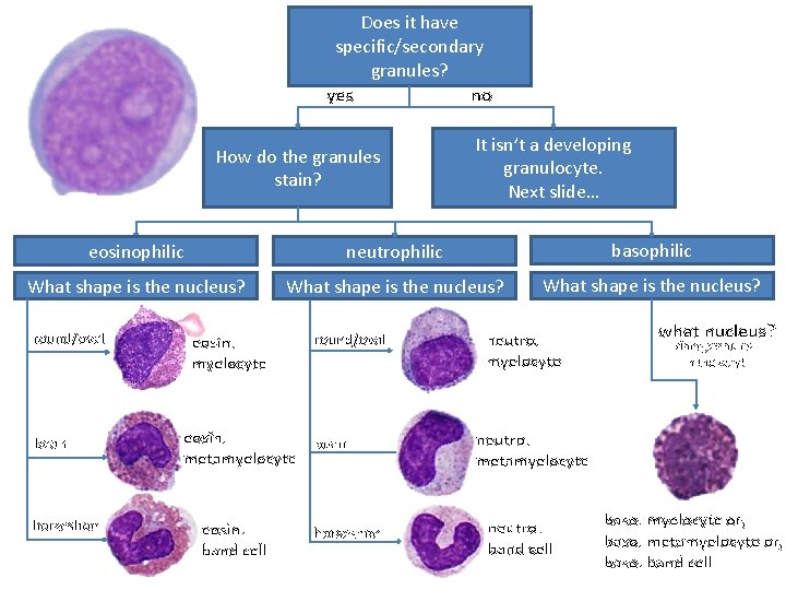 Does it have specific/secondary granules? yes no How do the granules stain? It isn’t
