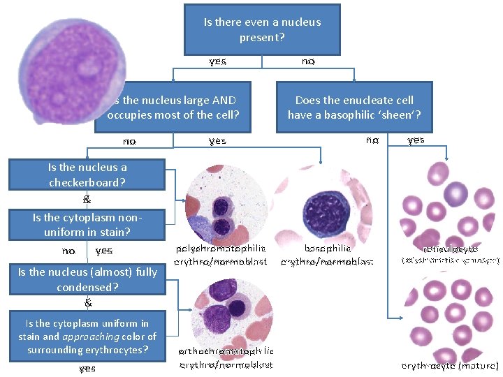 Is there even a nucleus present? yes Is the nucleus large AND occupies most