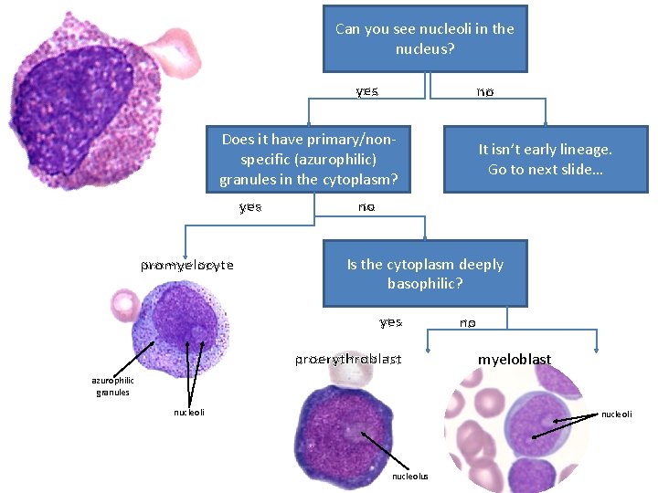 Can you see nucleoli in the nucleus? yes no Does it have primary/nonspecific (azurophilic)