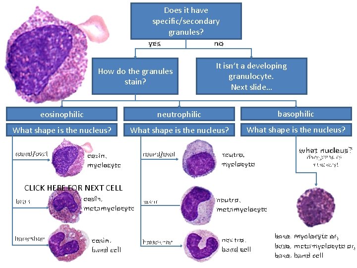 Does it have specific/secondary granules? yes no How do the granules stain? It isn’t
