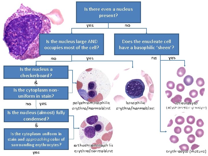 Is there even a nucleus present? yes Is the nucleus large AND occupies most