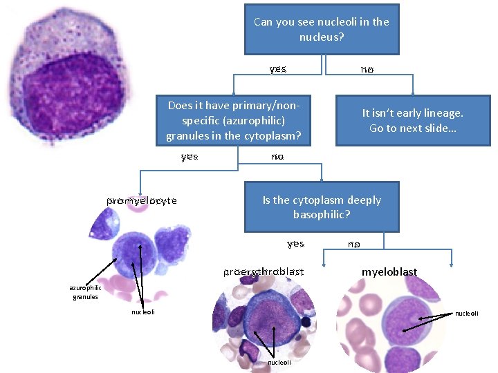 Can you see nucleoli in the nucleus? yes no Does it have primary/nonspecific (azurophilic)