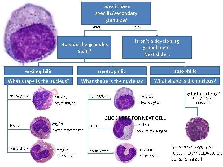 Does it have specific/secondary granules? yes no How do the granules stain? It isn’t
