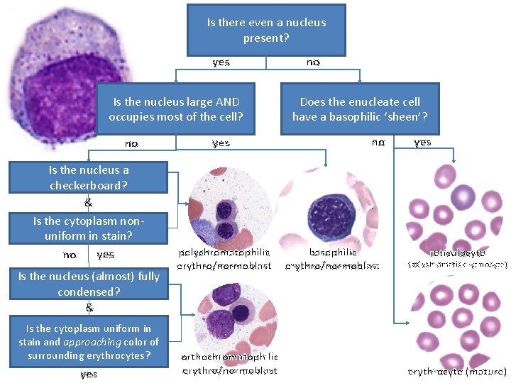Is there even a nucleus present? yes Is the nucleus large AND occupies most