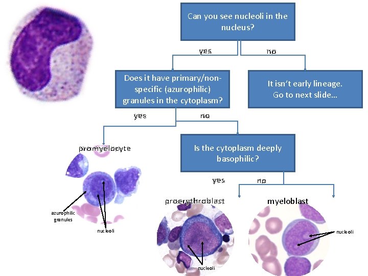 Can you see nucleoli in the nucleus? yes no Does it have primary/nonspecific (azurophilic)