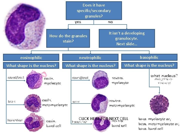 Does it have specific/secondary granules? yes no How do the granules stain? It isn’t