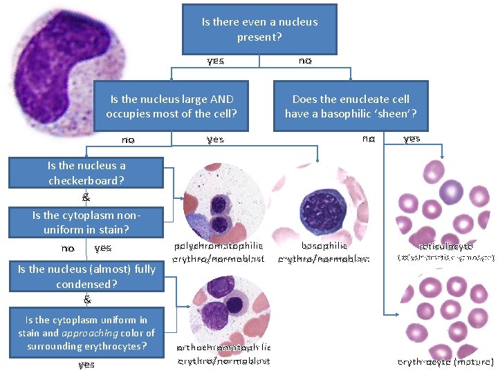 Is there even a nucleus present? yes Is the nucleus large AND occupies most