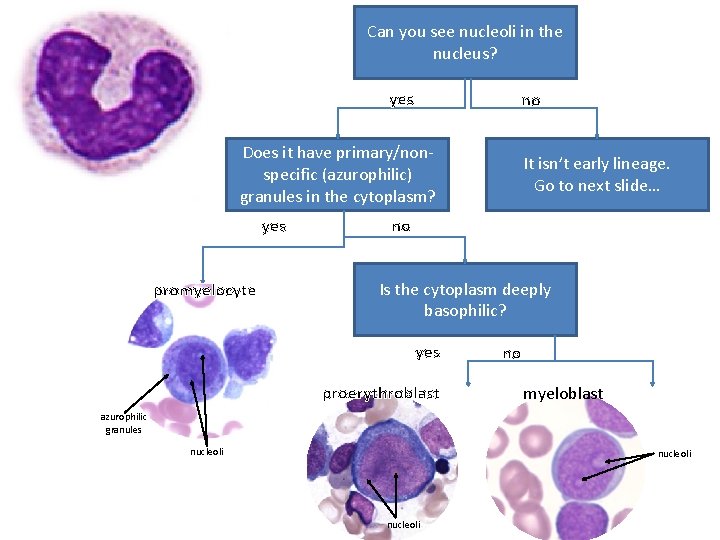 Can you see nucleoli in the nucleus? yes no Does it have primary/nonspecific (azurophilic)