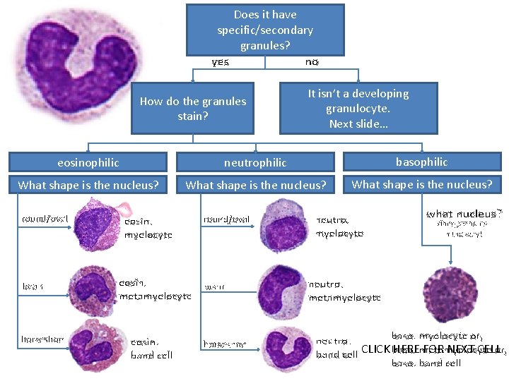 Does it have specific/secondary granules? yes no How do the granules stain? It isn’t