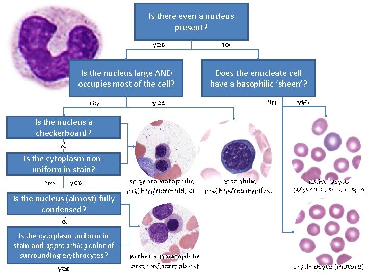 Is there even a nucleus present? yes Is the nucleus large AND occupies most